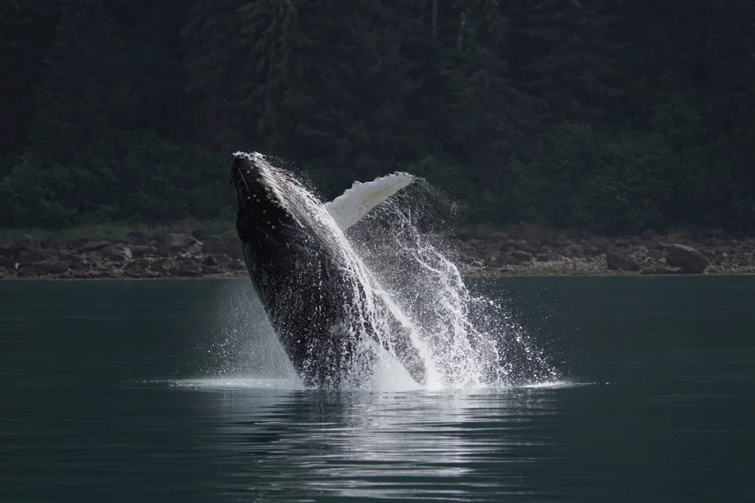 Sony FE 200-600 mm f/5.6-6.3 G OSS 