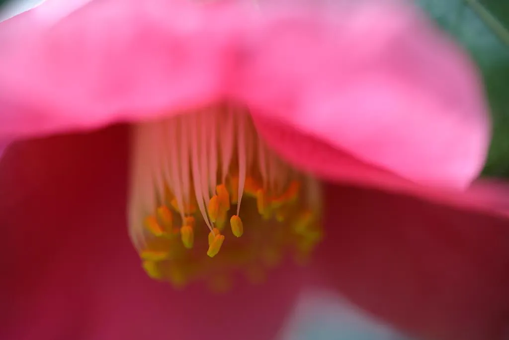 Obiektyw Sigma 70 mm f/2.8 DG Macro Art / Canon