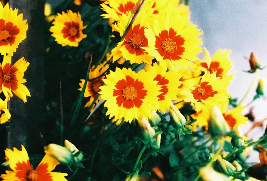 Film Harman Phoenix 200 / 36 (135)