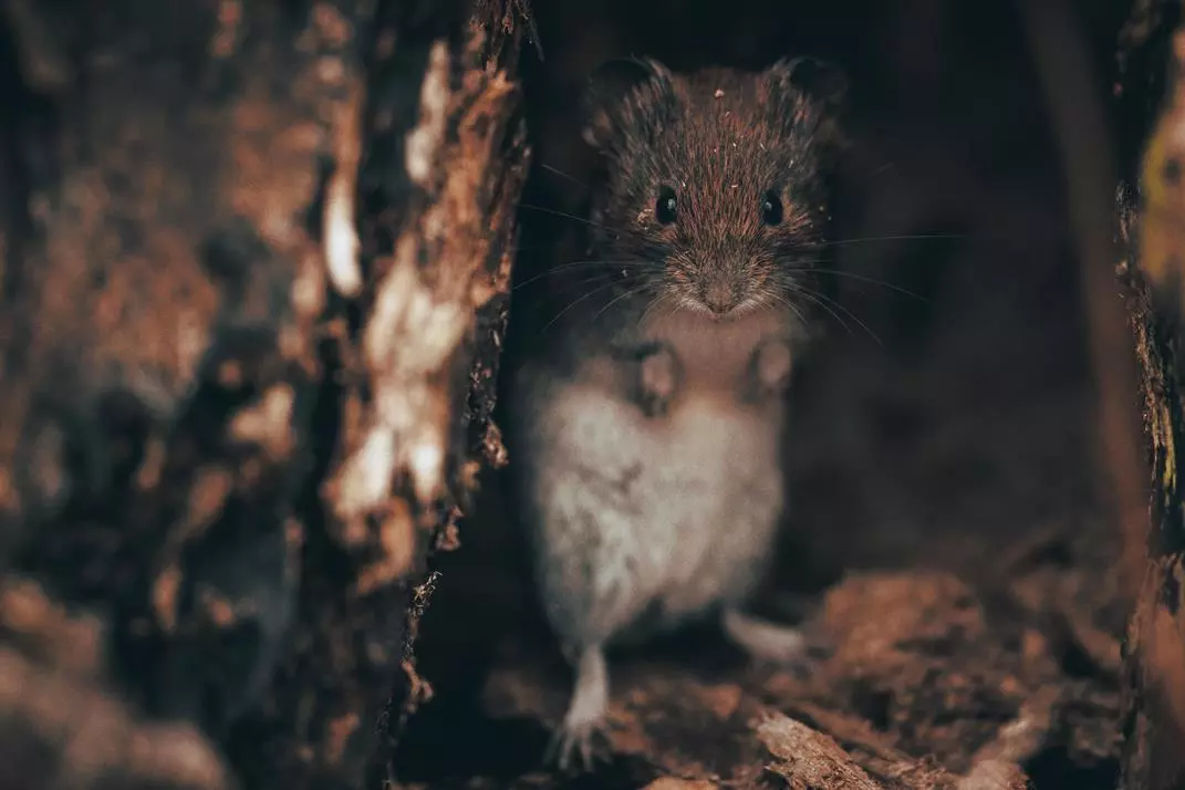 Fotografia przyrody Pawła Bernasa 2
