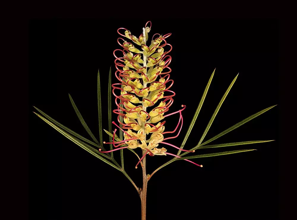 Focus stacking z aparatem Nikon