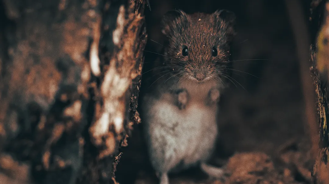 Z naturą na Ty – rozmowa z fotografem przyrody Pawłem Bernasem